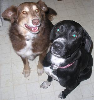 he would be the brown dog...konner is an austrailian shepard/irish setter mix