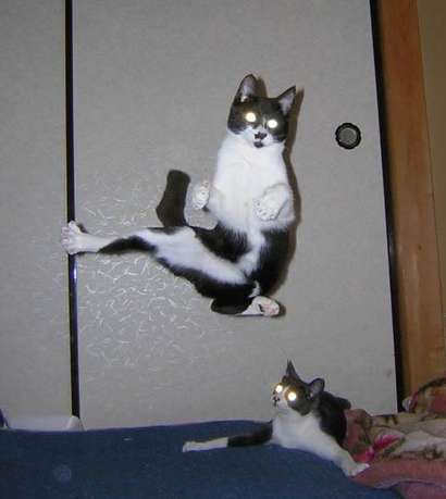 cat.jpg