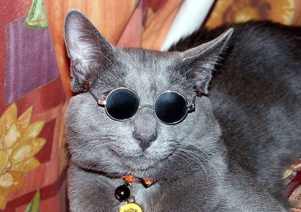 chill cat.jpg