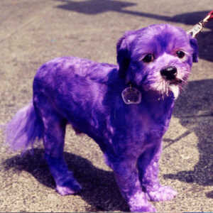 purple.jpg
